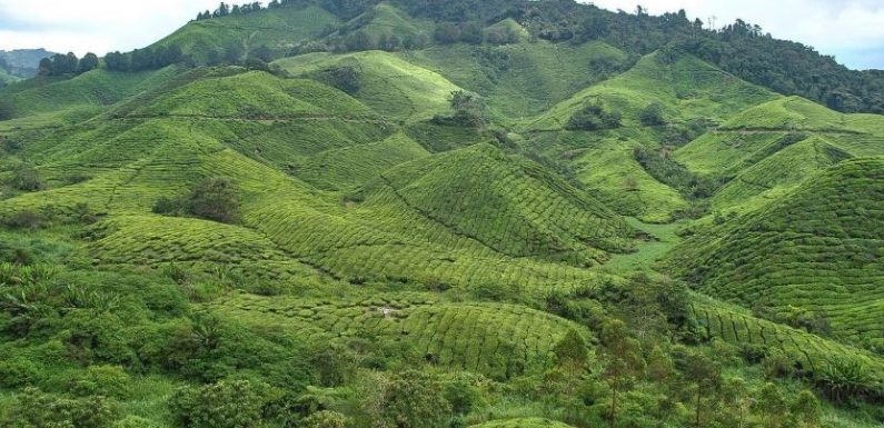 Travel Guide Cameron Highland